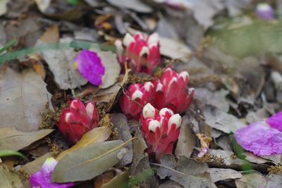 Cytinus ruber, photographed by Dan Killam