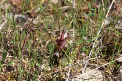 Serapias vomeracea, photographed by Fabien Piednoir