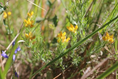 Genista hispanica, photographed by Fabien Piednoir