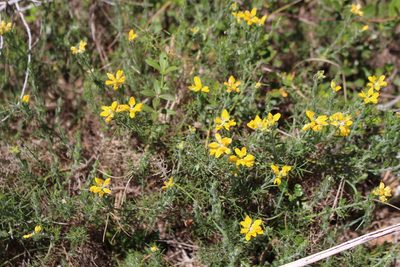 Genista hispanica, photographed by Fabien Piednoir