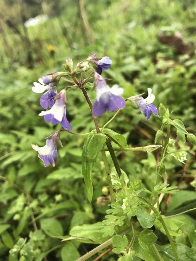 Collinsia violacea, photographed by Miranda Kohout