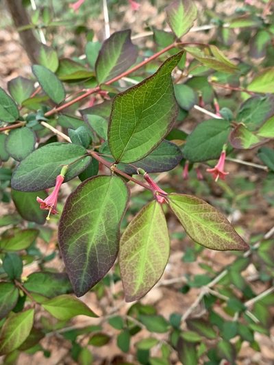 Lonicera gracilipes, photographed by Sandy Wolkenberg