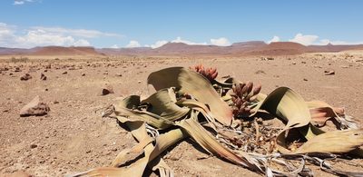 Welwitschia mirabilis, photographed by Oskar Liset Pryds Hansen