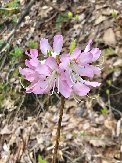 Rhododendron vaseyi, photographed by Kent P. McFarland