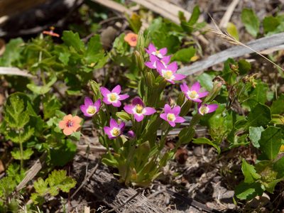 Zeltnera davyi, photographed by Franco Folini