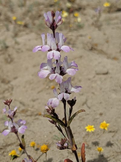 Collinsia bartsiifolia, photographed by Alex Heyman