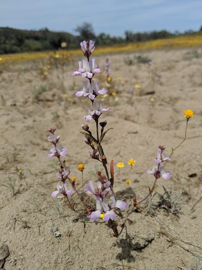 Collinsia bartsiifolia, photographed by Alex Heyman