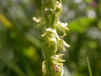 Herminium monorchis, photographed by Gilles San Martin
