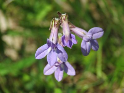 Lobelia reverchonii, photographed by Laura Clark