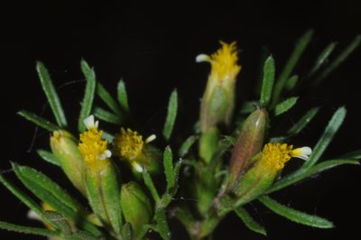 Tagetes filifolia, photographed by aacocucci