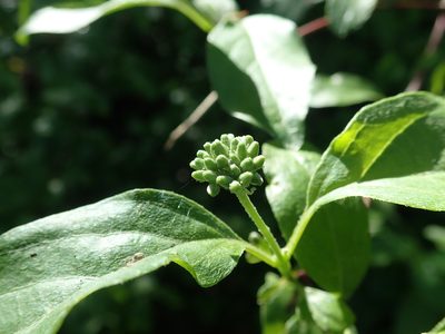 Cornus glabrata, photographed by joergmlpts