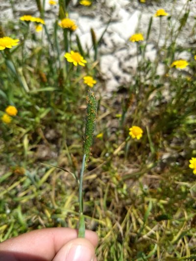Alopecurus saccatus, photographed by Jonathan Vaughn