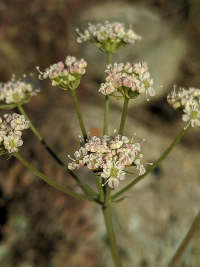 Perideridia pringlei, photographed by Alex Heyman