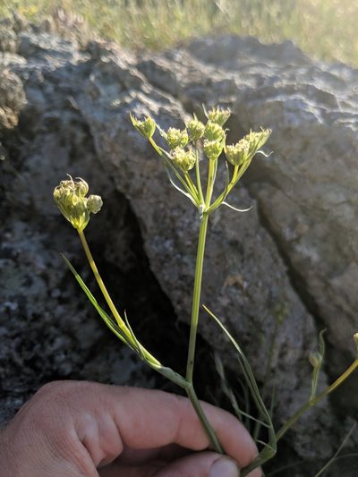 Perideridia pringlei, photographed by Alex Heyman