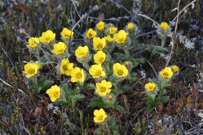 Geum glaciale, photographed by J Straka