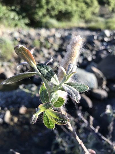 Salix breweri, photographed by Kyle Nessen
