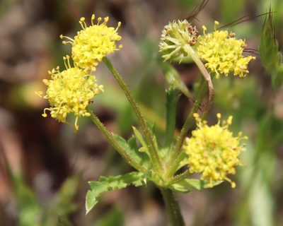 Sanicula arguta, photographed by Millie Basden