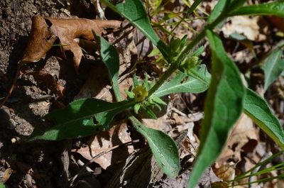 Triosteum angustifolium, photographed by Evan Barker