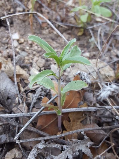 Monarda humilis, photographed by Alex Abair