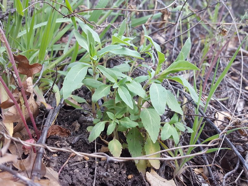 Monarda humilis, photographed by Alex Abair