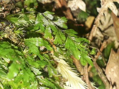 Hymenophyllum revolutum, photographed by Leon Perrie