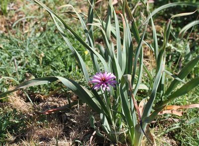 Pseudopodospermum undulatum, photographed by Karim Haddad