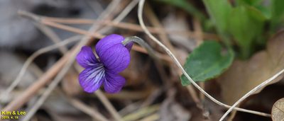 Viola phalacrocarpa, photographed by Kim, Hyun-tae