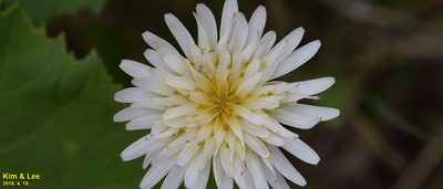 Taraxacum coreanum, photographed by Kim, Hyun-tae