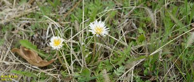 Taraxacum coreanum, photographed by Kim, Hyun-tae