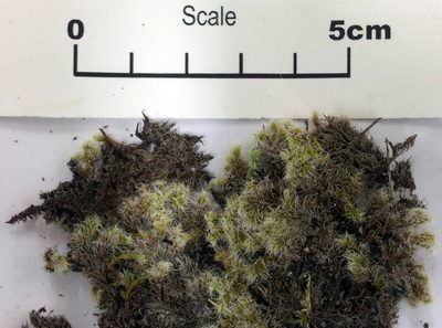 Racomitrium pruinosum, photographed by Peter de Lange