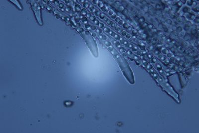 Racomitrium pruinosum, photographed by Peter de Lange
