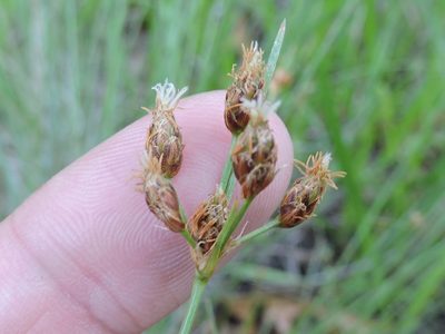 Fimbristylis puberula, photographed by Sam Kieschnick
