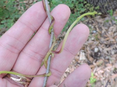 Cuscuta exaltata, photographed by Sam Kieschnick