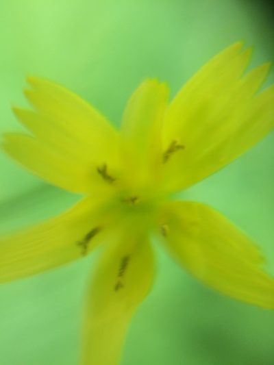 Rhagadiolus stellatus, photographed by Daniel Levitis