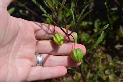 Physalis angustifolia, photographed by Amber M. King