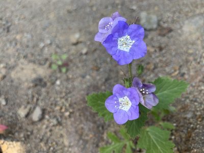 Phacelia viscida, photographed by Jim Riley