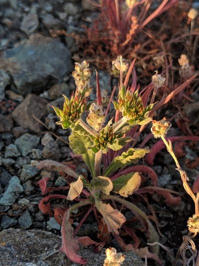 Chorizanthe palmeri, photographed by Alex Heyman