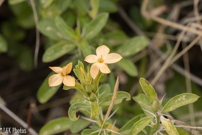 Barleria eranthemoides, photographed by lallen
