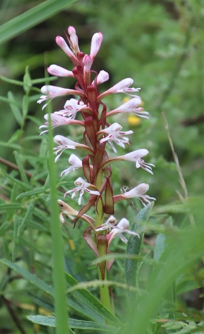 Satyrium cristatum, photographed by Tony Rebelo