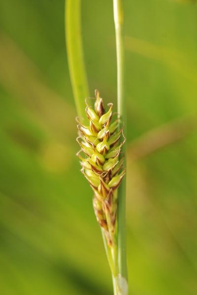 Carex hostiana, photographed by Gilles San Martin