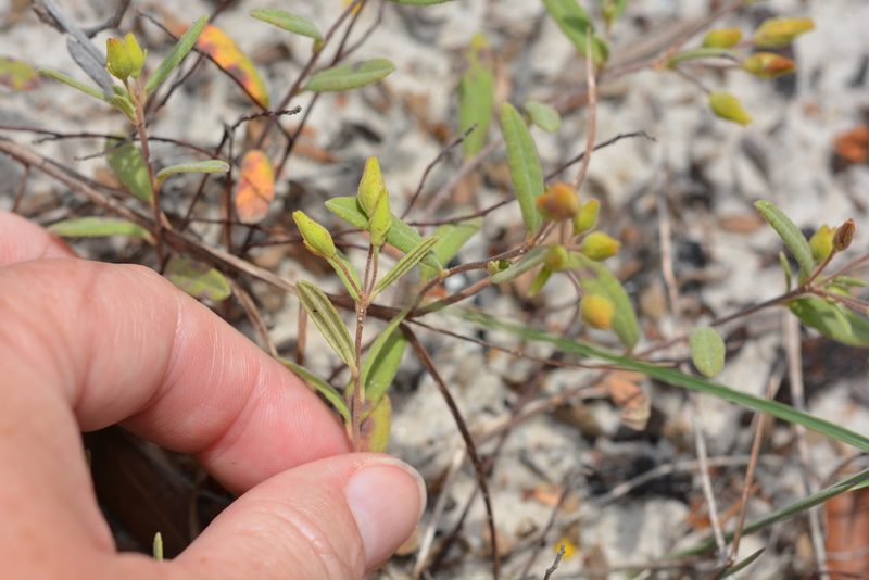 Crocanthemum arenicola, photographed by Amber M. King