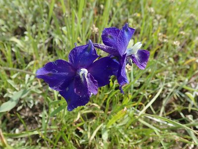 Delphinium variegatum, photographed by joergmlpts