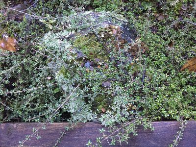Coprosma depressa, photographed by gregs