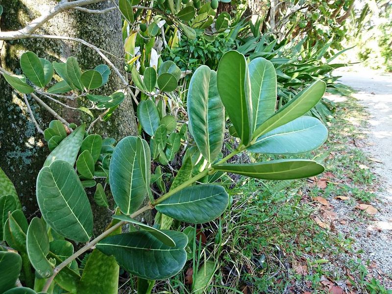 Noronhia emarginata, photographed by Adam Pitcher