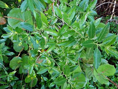 Cestrum diurnum, photographed by Adam Pitcher