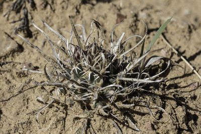 Sclerocactus papyracanthus, photographed by Craig Martin