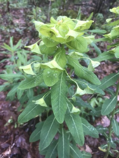 Euphorbia purpurea, photographed by Alan Weakley