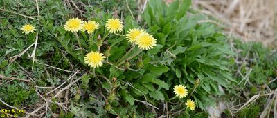 Taraxacum coreanum, photographed by Kim, Hyun-tae