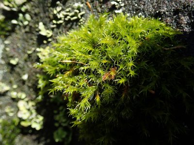 Frisvollia varia, photographed by Randal