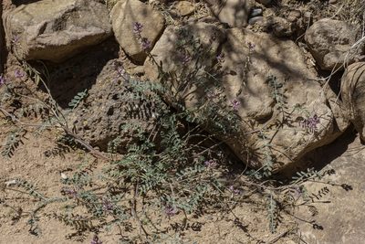 Astragalus flexuosus, photographed by Craig Martin